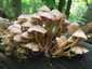 Sárgástönkű kígyógomba (Mycena renati), Budai-hegység. Sárga színű, alján fehéren szöszös, üreges tönk